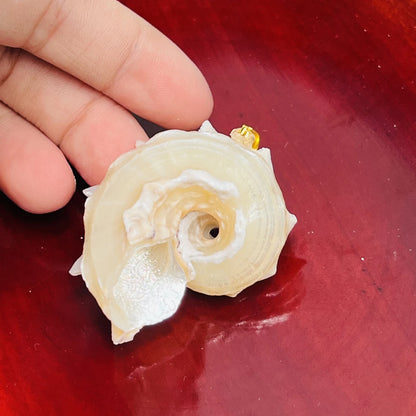 5pcs/set 25-40mm Natural White Shell Conch Shape Pendant Bohe Shell Charms for Jewelry Making DIY Necklace Earrings Accessories