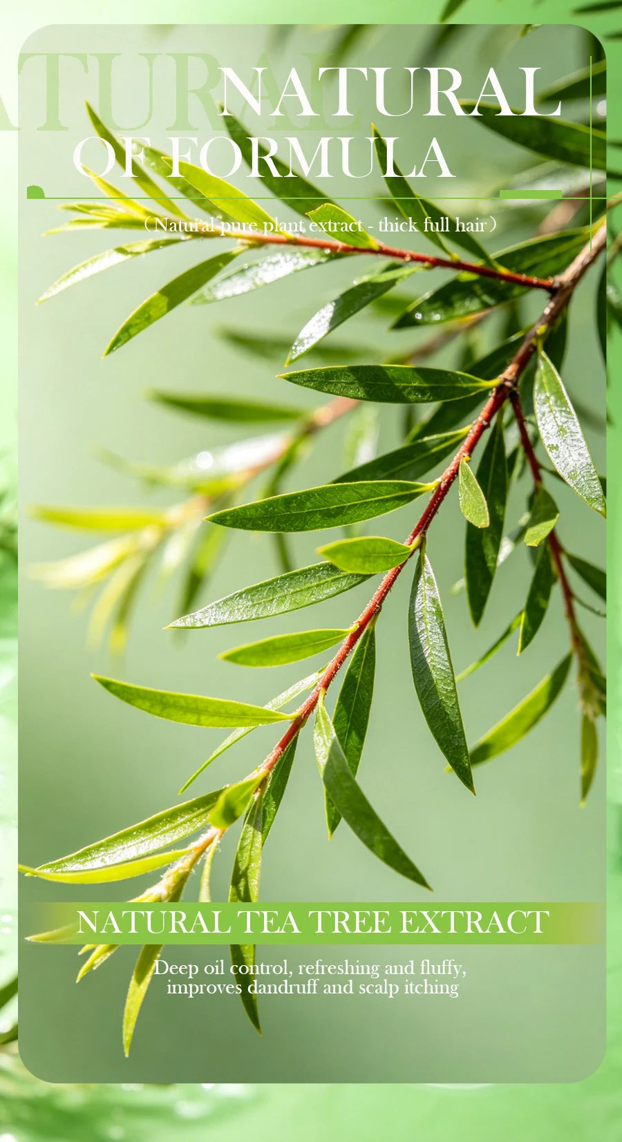 Tea tree essential oil plant shampoo is refreshing, oil controlling, dandruff reducing, and strong for hair. Handmade shampoo wi