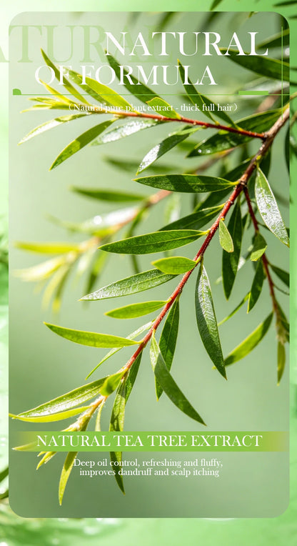 Tea tree essential oil plant shampoo is refreshing, oil controlling, dandruff reducing, and strong for hair. Handmade shampoo wi