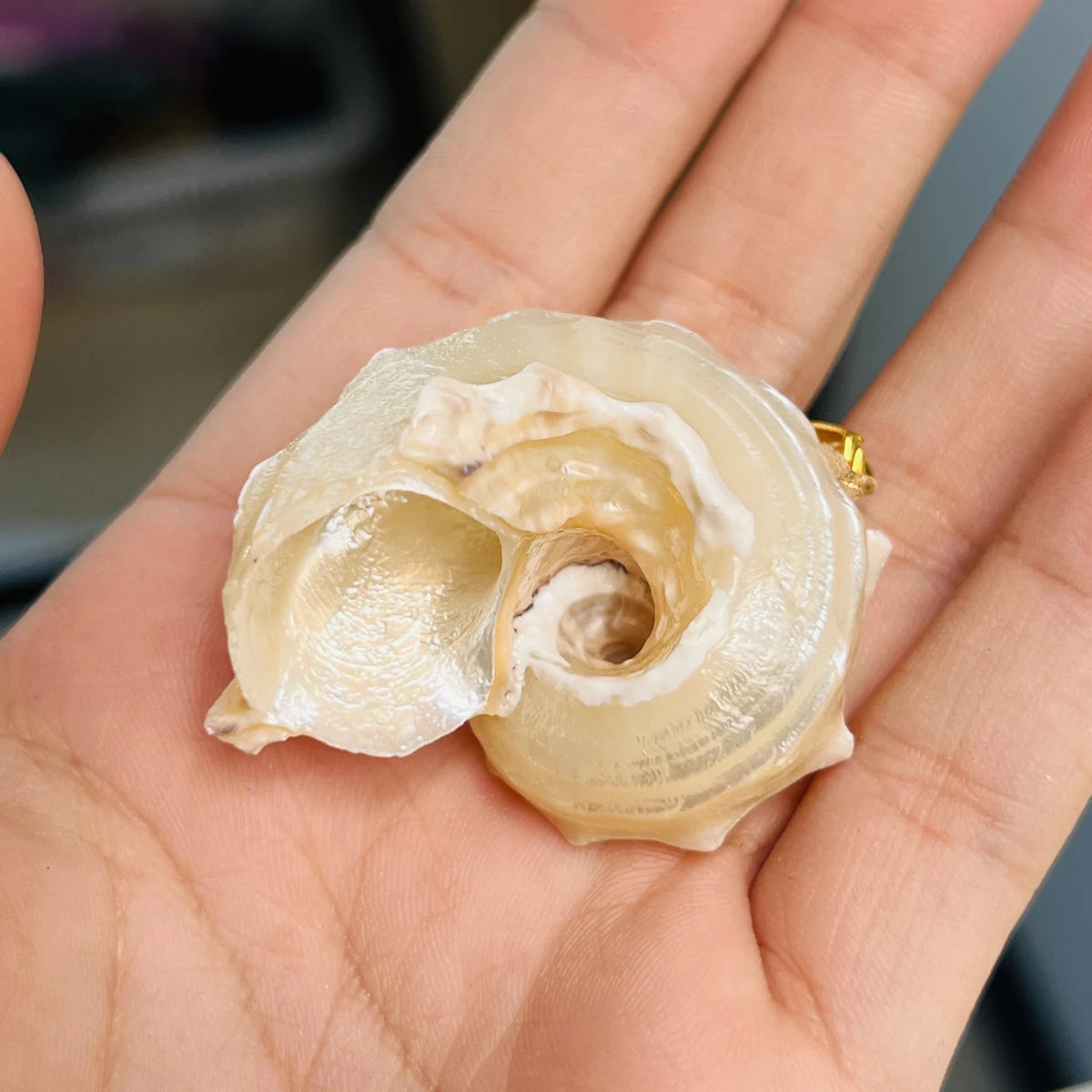 5pcs/set 25-40mm Natural White Shell Conch Shape Pendant Bohe Shell Charms for Jewelry Making DIY Necklace Earrings Accessories